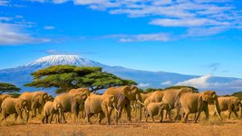 Afrika Rundreisen mit Rotala Reisen - Safari Elefanten